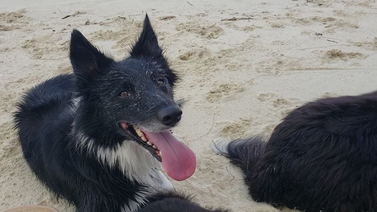 Happy Boater Collie