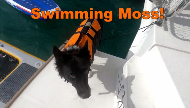 Swimming Moss