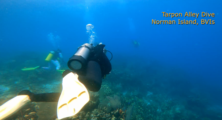 Tarpon Alley dive video