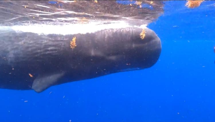 Dominica - swimming with whales