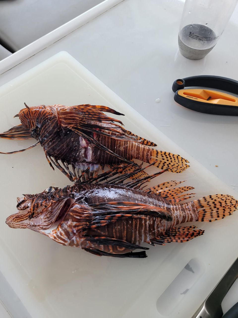 Lionfish