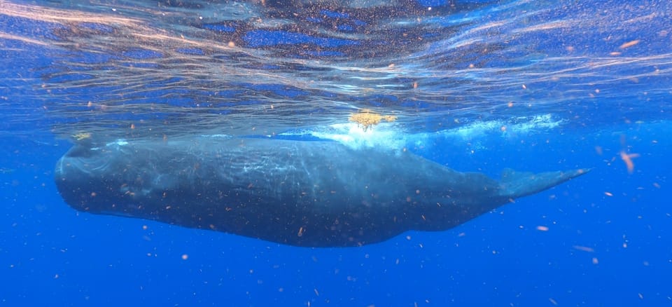 Swimming with whales in Dominica